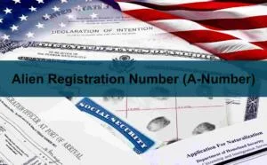 An assortment of U.S. immigration-related documents, including a Declaration of Intention, a Social Security card, fingerprint records, and an Application for Naturalization, with an American flag draped in the background. Overlaid is a blue banner with the text 'Alien Registration Number (A-Number)' in bold black font.